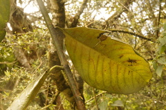 Talauma