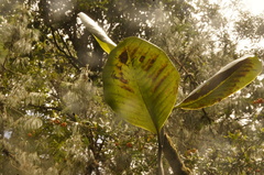 Talauma