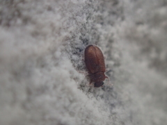 Enicmus testaceus