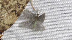 Nallachius americanus