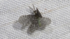 Nallachius americanus