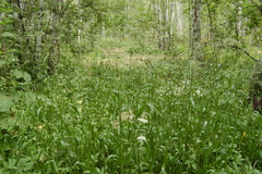 Lolium giganteum