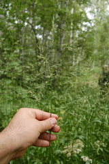 Lolium giganteum