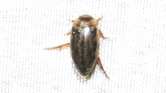 Coptotomus longulus