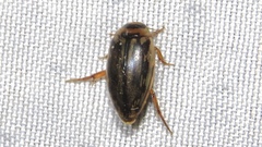 Coptotomus longulus