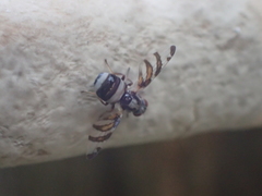 Myennis octopunctata