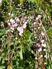 Thryptomene