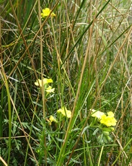 Lithospermum multiflorum