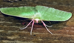 Chlorosea banksaria