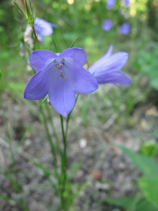 Harebell (Native Forbs and Cactuses of Golden Gate Canyon State Park ...