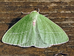 Chlorosea banksaria