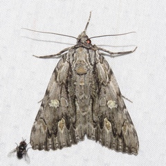 Catocala coccinata