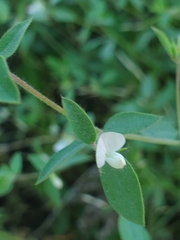 Acmispon americanus americanus