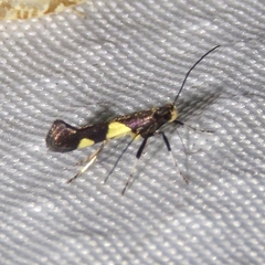 Caloptilia cornusella