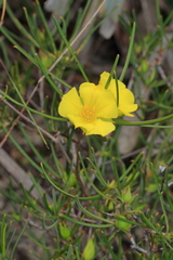 Hibbertia striata