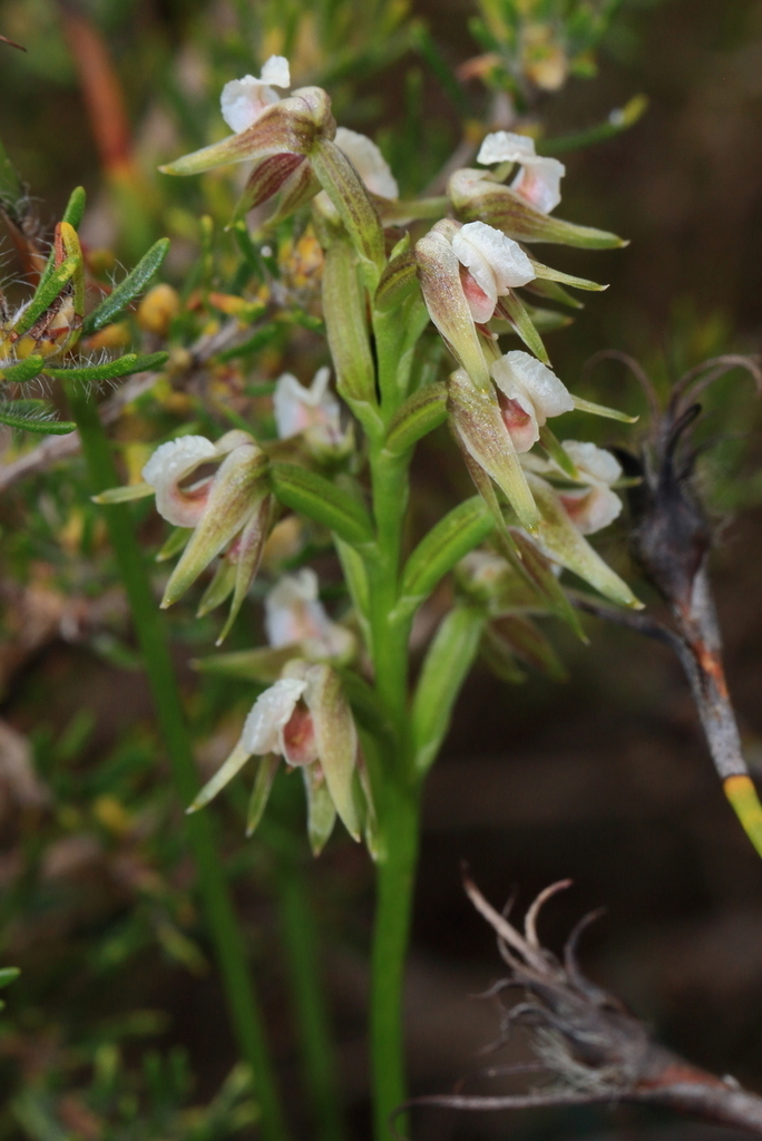 Autumn Leek Orchid
