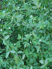 Acmispon americanus americanus
