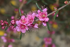 Hypocalymma robustum