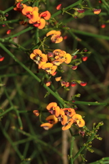 Daviesia divaricata