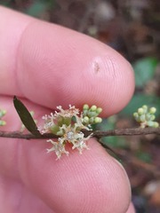 Acrotriche divaricata