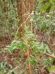 Acrotriche divaricata