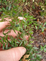 Acrotriche divaricata