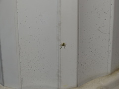 Corinnoidea