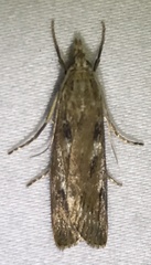 Occidentalia comptulatalis