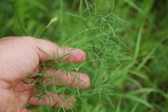 Alexander Dubynin, CC BY, iNaturalist via GBIF Cenolophium fischeri, photograph Alexander Dubynin, CC BY, iNaturalist via GBIF