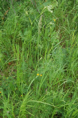 Cenolophium fischeri, photograph 5
