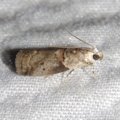 Acrobasis palliolella