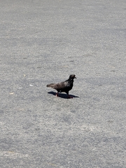 Columba livia domestica