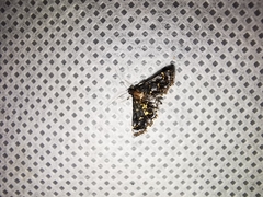 Eurrhyparodes lygdamis
