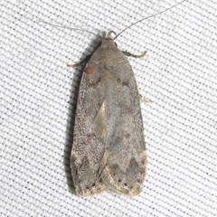 Anacampsis innocuella