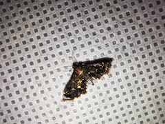 Eurrhyparodes lygdamis