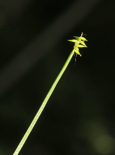 Carex uda iNat (3)