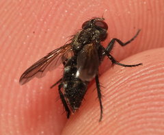 Rhinophoridae