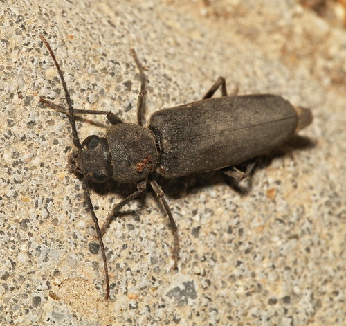 Arhopalus ferus