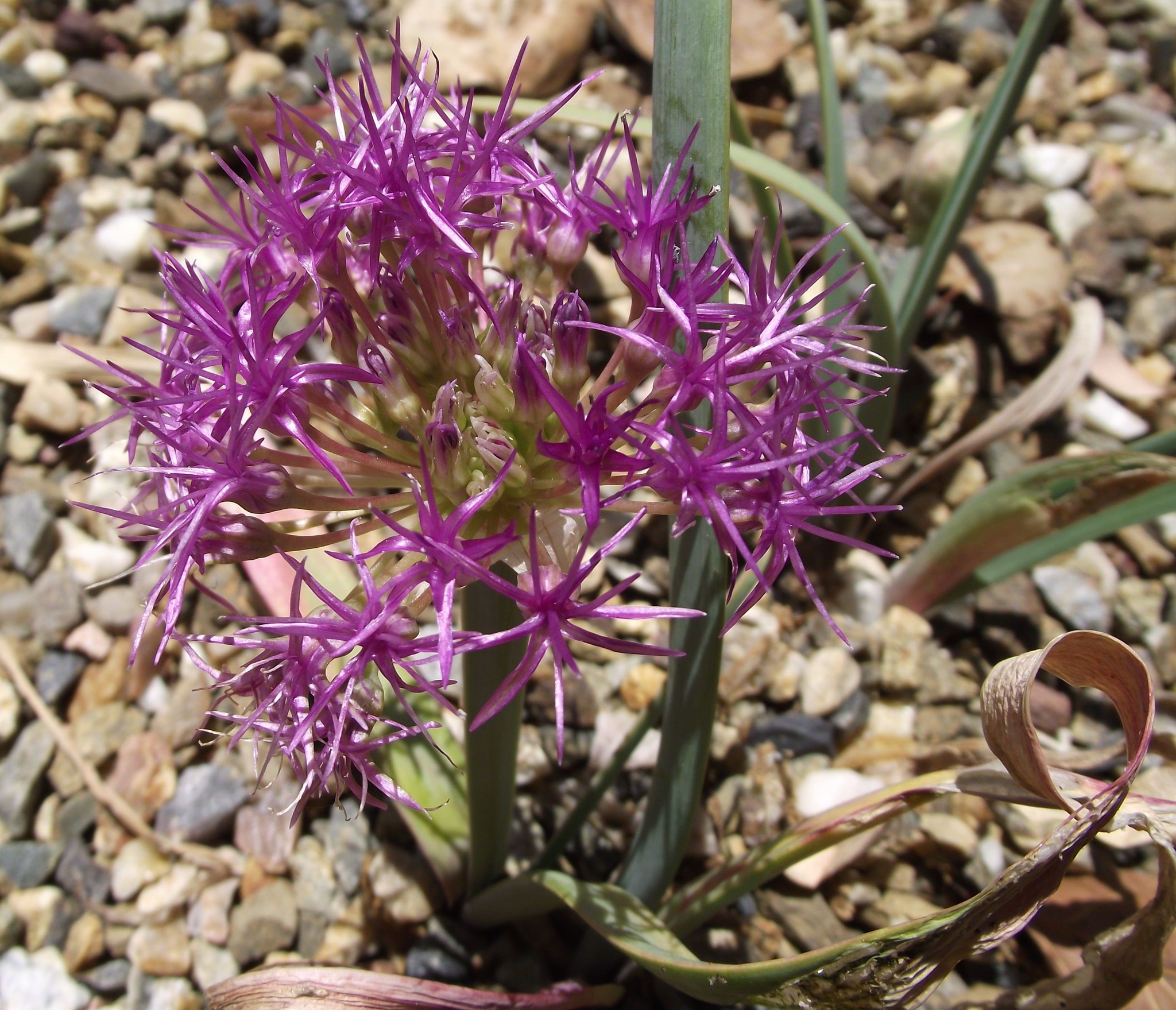 Allium platycaule