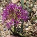 Allium platycaule - Photo Stickpen, לא ידועות מגבלות של זכויות יוצרים  (נחלת הכלל)