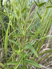 Eupatorium subvenosum
