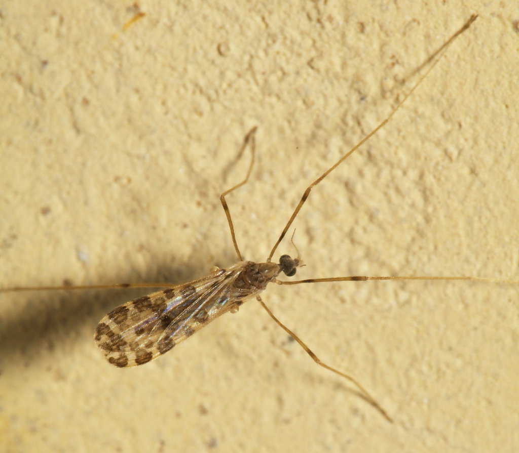 Ilisia maculata