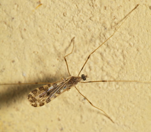 Ilisia maculata · iNaturalist