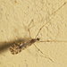 Ilisia maculata - Photo (c) portioid, some rights reserved (CC BY-SA), uploaded by portioid