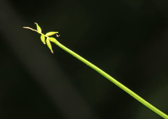 Carex uda