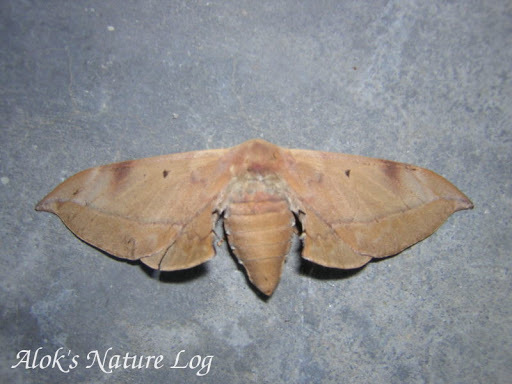 Mustilia