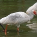 Crested Ibis - Photo (c) Jay, some rights reserved (CC BY-NC), uploaded by Jay