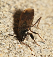 Eremocoris