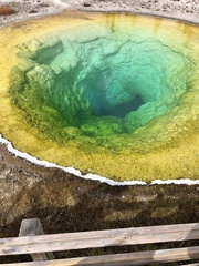 Sulfolobus solfataricus