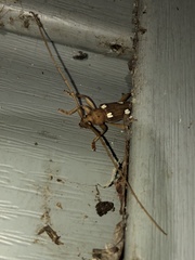 Eburia quadrigeminata